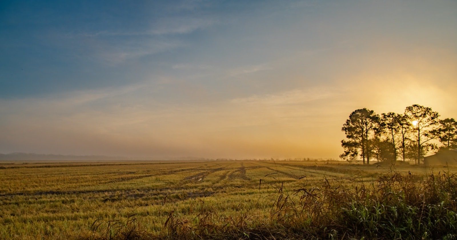 Sunrise over an open Missouri farm field at dawn, warm light breaking over the horizon