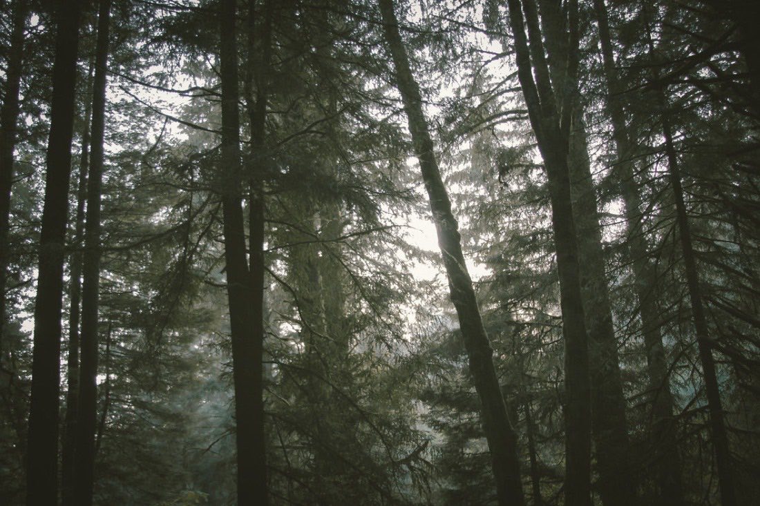 Soft morning light filtering through a stand of tall evergreen trees